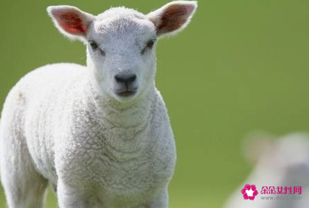 2022年属羊人哪方面最难熬