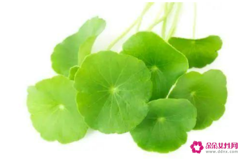 金钱草茶的功效与作用