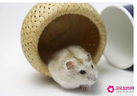 梦见白色老鼠的意思