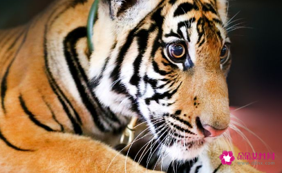 生肖虎婚姻最佳搭配