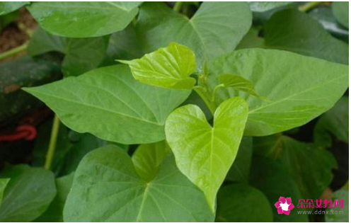 红薯叶的功效