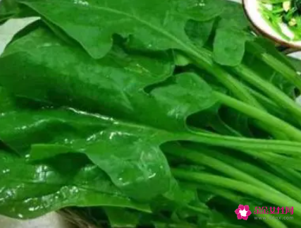菠菜的功效与作用禁忌和食用方法