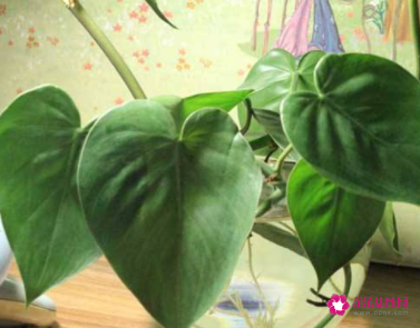 绿萝长了怎么攀好看