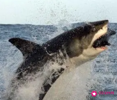 梦见怪鱼吃人是什么意思