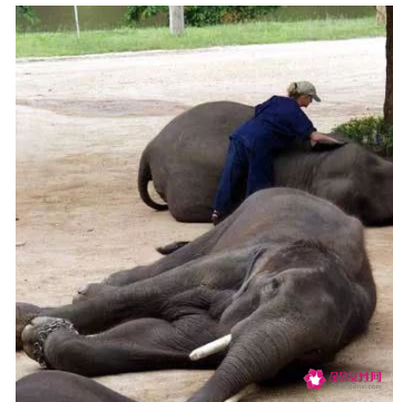 各种动物睡觉的姿势分类