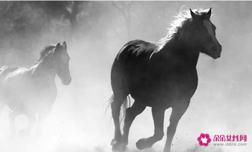 属马的和什么属相结婚好