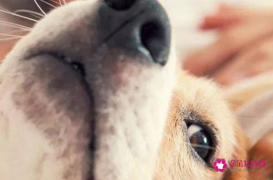 狗狗睡觉要人陪吗