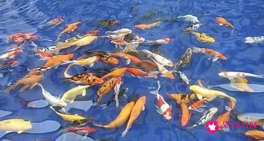 梦见小鱼的寓意