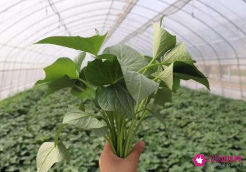 红薯叶的功效