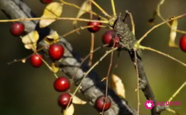 吃野酸枣的好处有哪些