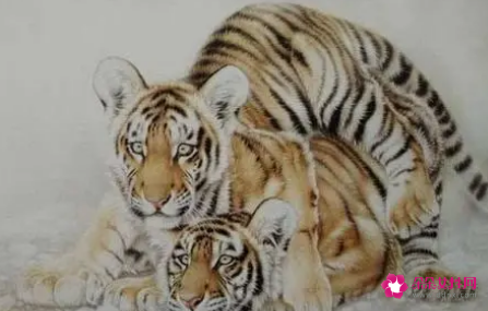 本命年大忌属虎