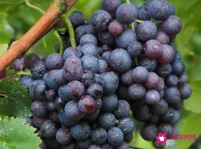 10种对肾病最佳的水果