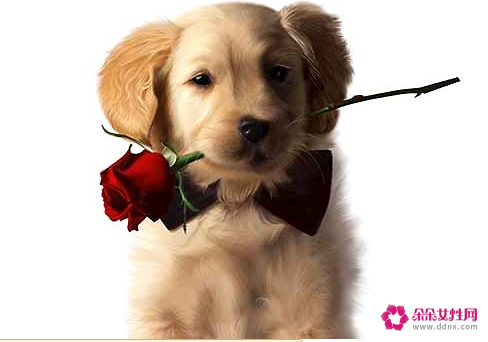 那些广告中出现的狗狗都是什么品种