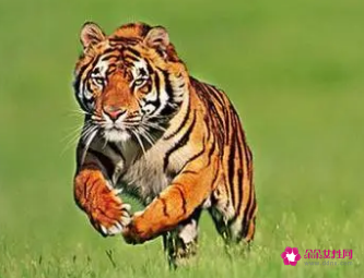 属虎女爱一个人的表现