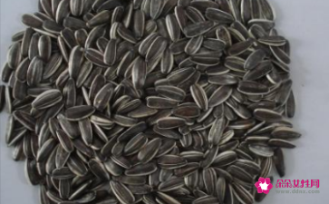 新鲜葵花籽的功效与作用及禁忌