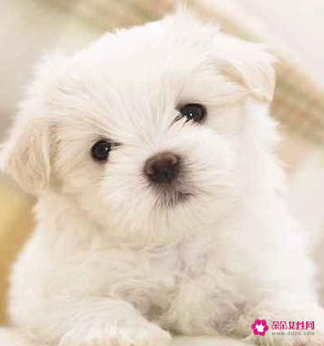 好听有寓意的狗狗名字