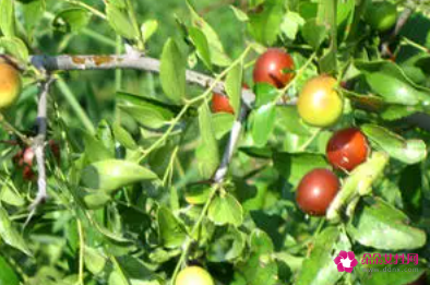 吃野酸枣的好处有哪些