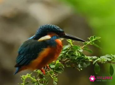 梦见色彩艳丽好看的小鸟