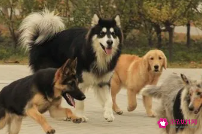 女人梦见好多狗围着我