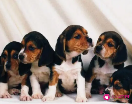 女人梦见好多狗围着我