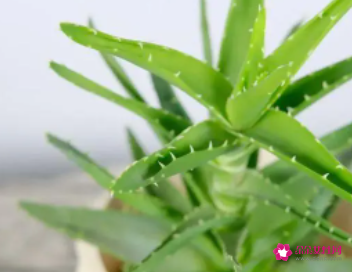 哪一种芦荟可以吃