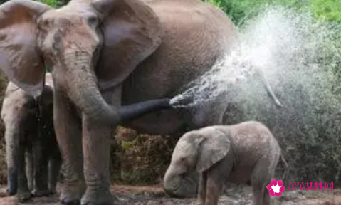 女人梦见大象什么预兆