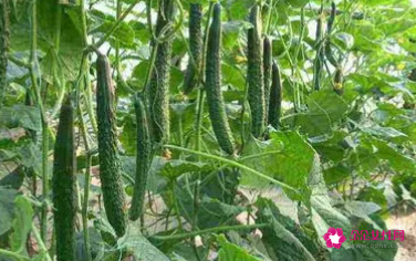 梦见藤上好多绿色黄瓜