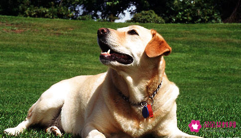 那些广告中出现的狗狗都是什么品种