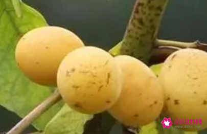 吃野酸枣的好处有哪些