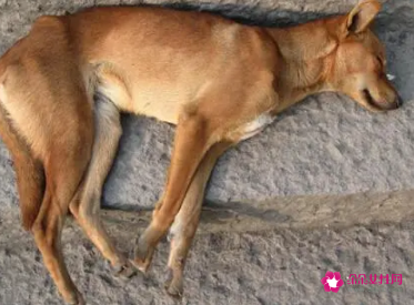 男人梦见别人的狗死了是什么意思