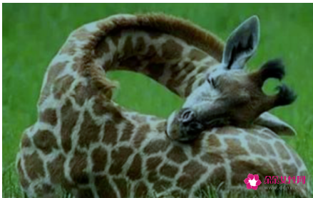 各种动物睡觉的姿势分类