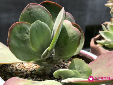 多肉唐印徒长了怎么办