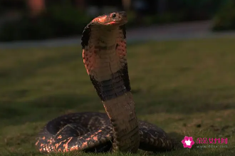 属蛇的女人的弱点