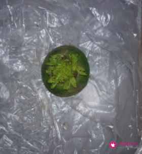 白萝卜用什么煲汤最好