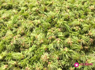 男人喝杜仲雄花壮阳吗