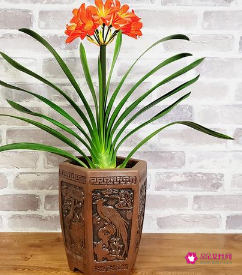 室内养什么植物比较有利于风水