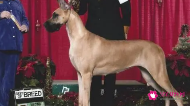 赛级大丹犬的美容护理