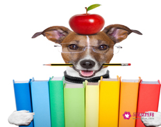 补钾的原则和注意事项