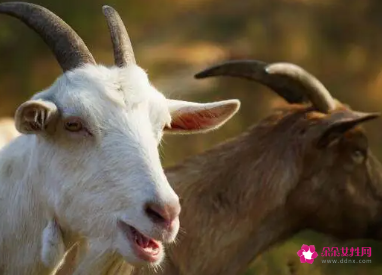 属羊女在乎一个人的表现