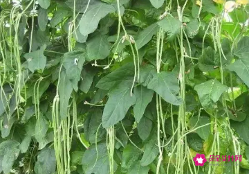 梦见藤上好多绿色黄瓜