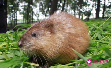 梦见麝香鼠有什么征兆