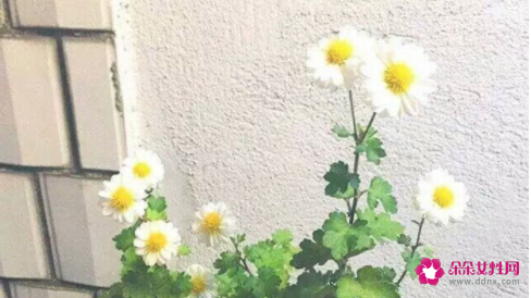 一直怀不上的原因有什么呢