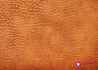 植物真皮是不是真皮