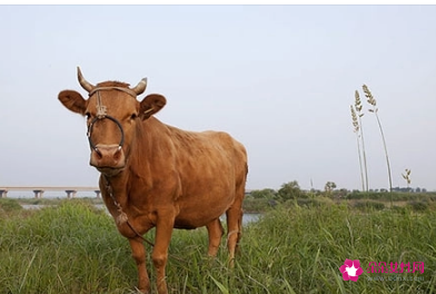 孕妇梦见牛是什么预示