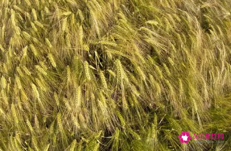 小麦和玉米哪个含糖量高