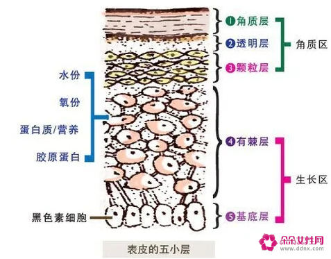 表皮分为哪5层及功能