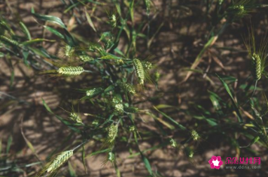 梦见种麦子有什么征兆