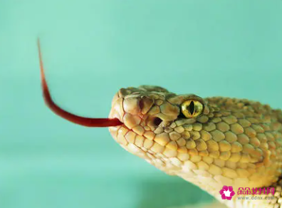 属蛇的人起名不宜用的字