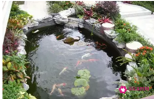 梦见鱼池有什么征兆