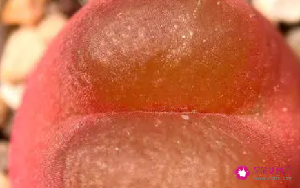 水蜜桃和毛汉尼区别